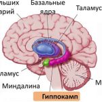 Гиппокамп - Медицина в деталях