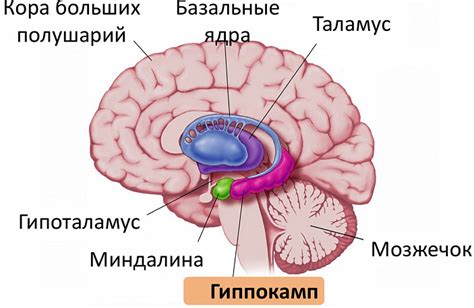 Гиппокамп -